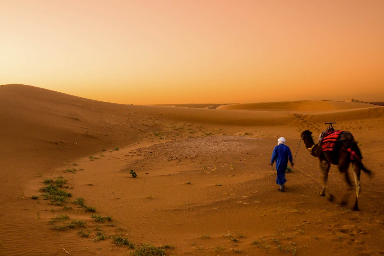 sahara: berbero e dromedario nelle dune del deserto