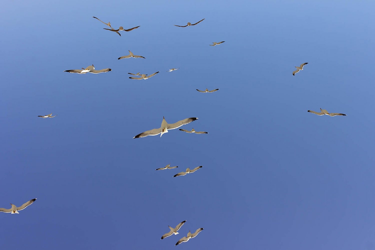 essaouira città di vento: gabbiani nel cielo