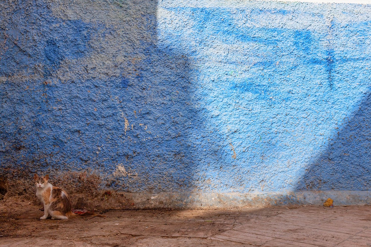 Essaouira in un giorno: parete azzurra con gatto