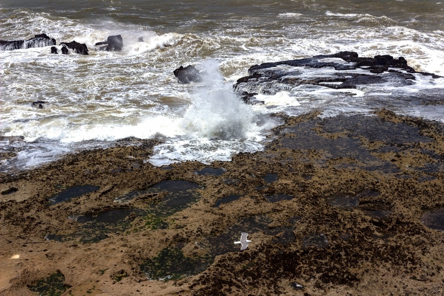 essaouira città di vento: scogli e oceano